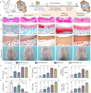 Accelerated cartilage repair by transplantation of 3D-IHI nanoscaffold.
