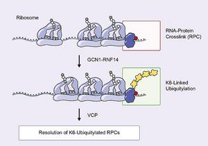 stress response pathway