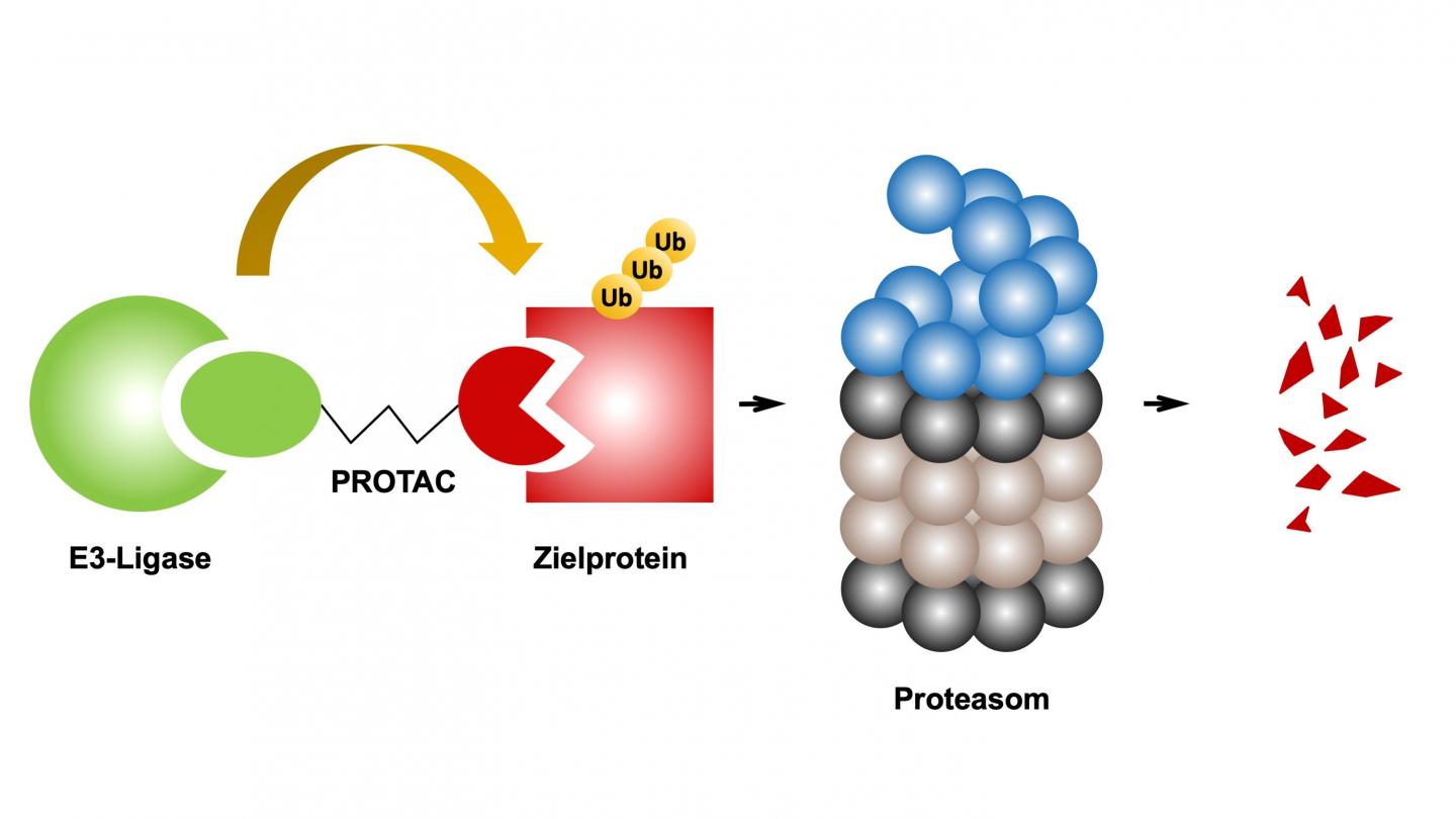 Diagram of PROTACs' Mode of Action