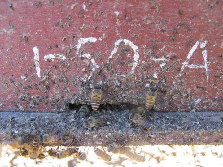 Honey bees use animal feces to deter deadly giant hornet attacks