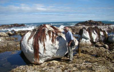 Rocky Shore Showing Dead Marine Life after the 2010 Chile Quake