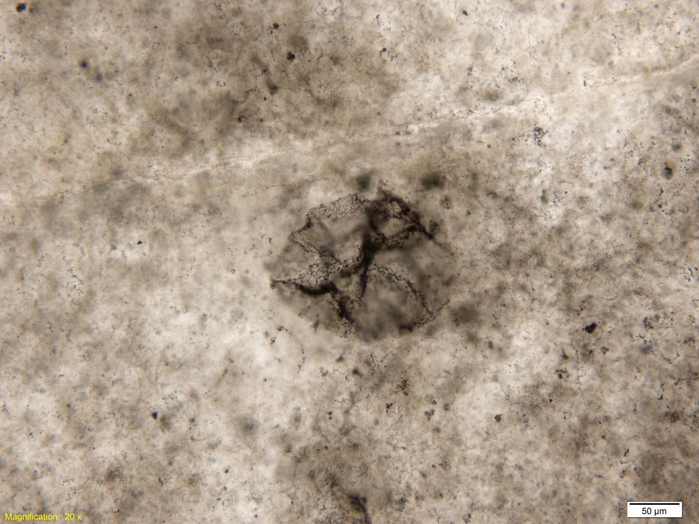 Fossil of 2.5 Billion-Year-Old Sulfur-Oxidizing Bacterium