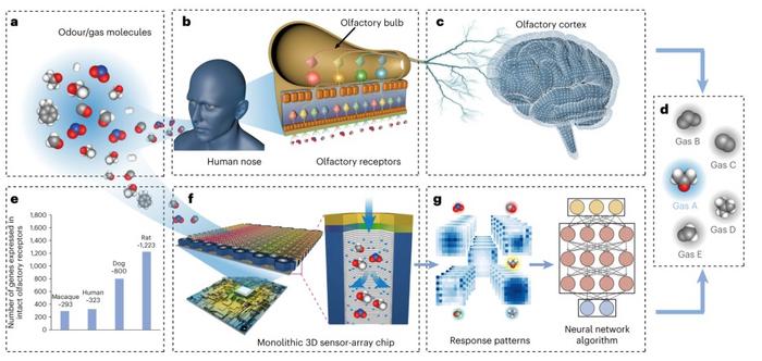 A comparison of the mammalian olfactory system and a biomimetic olfactory chip system