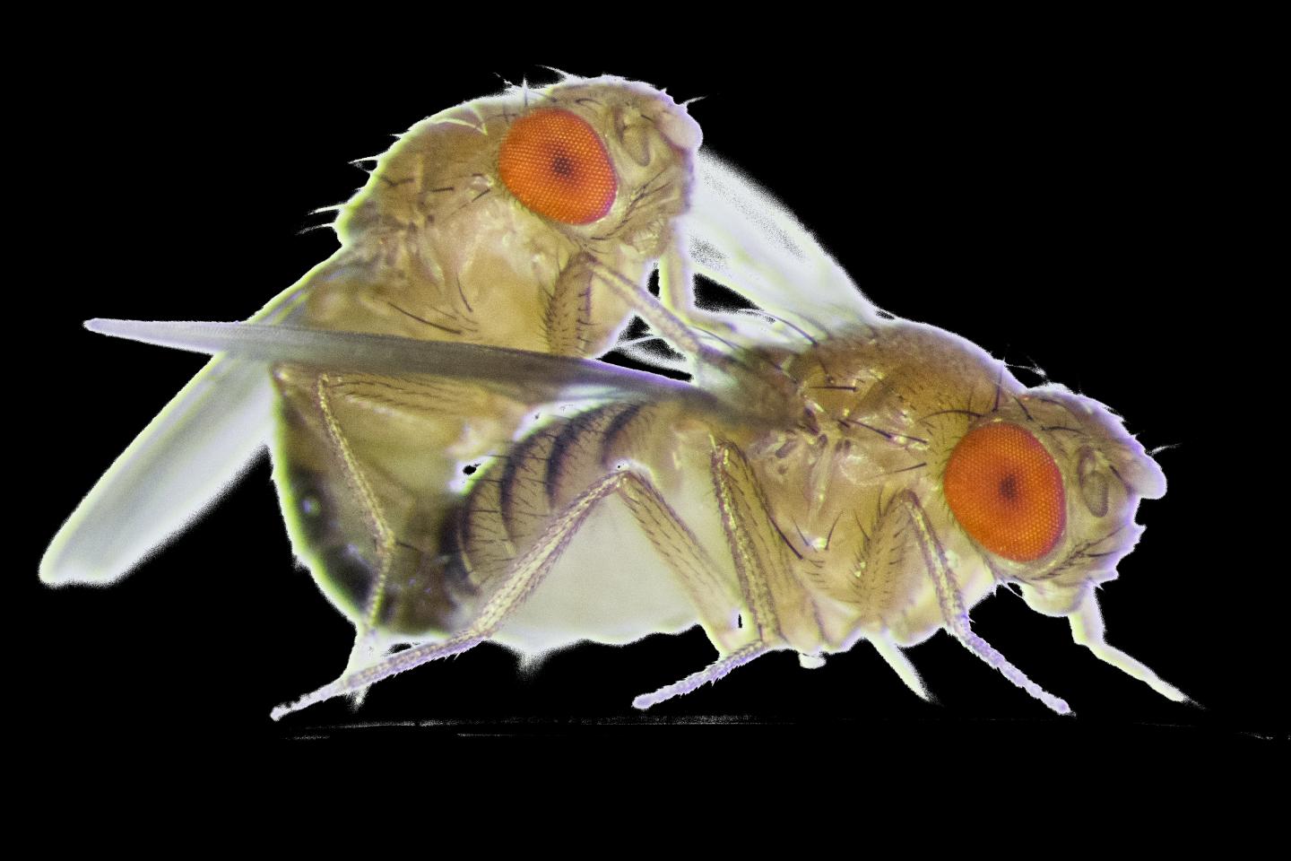 Two Flies Mating