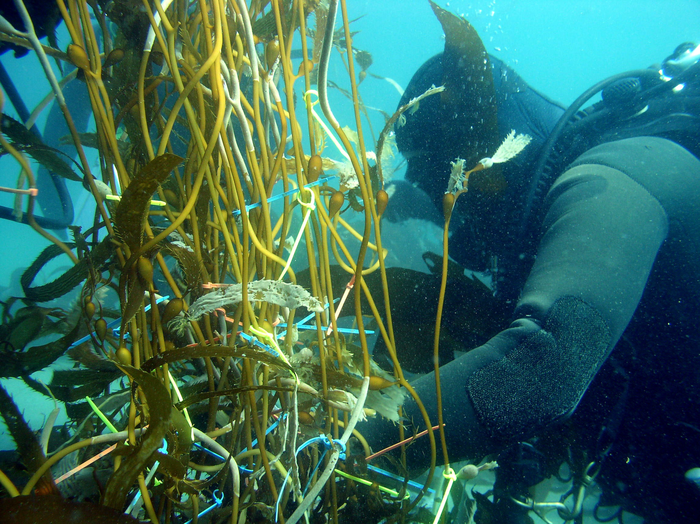 Kelp Forest Diver