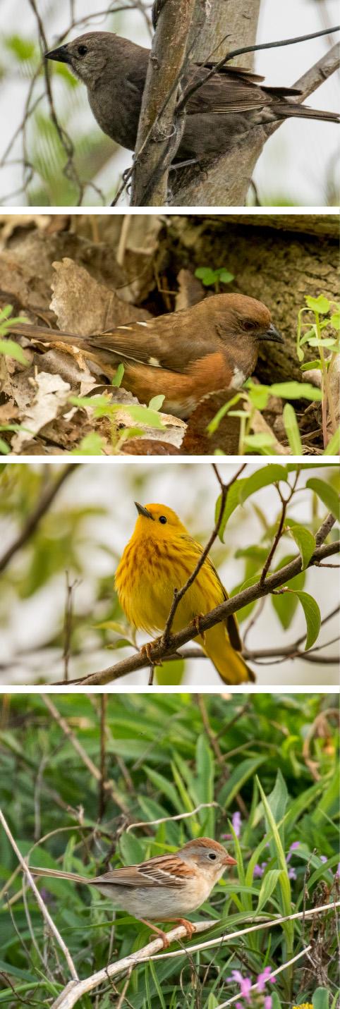 Cowbirds and Their Hosts