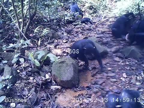 Chimpanzee Searching for Crabs