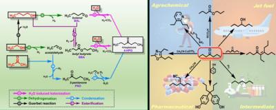 Proposed Reaction Pathways Leading to 4-HPO