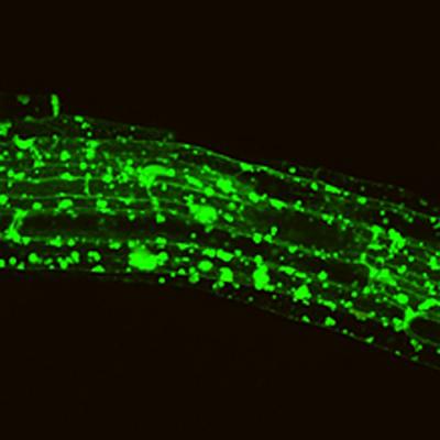 Effect of Phragmites' Toxin