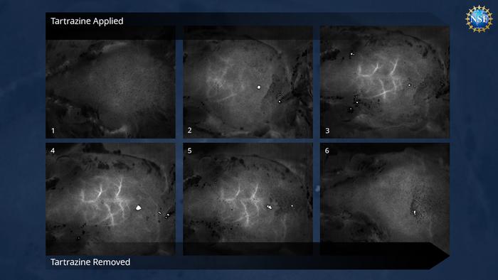 Mouse brain revealed without surgery or removing any tissues