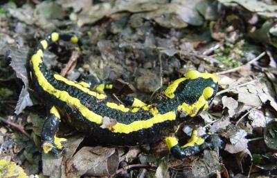 Fire Salamander
