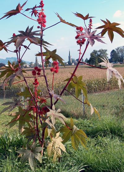 Castor Oil Plant