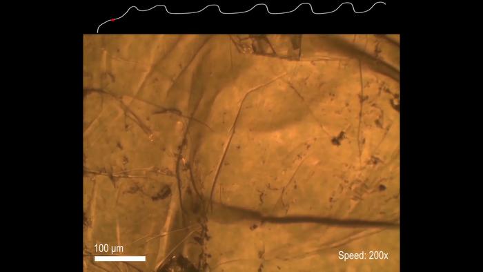 Oscillating reaction in graphite oxidation