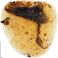 100-million-year-old Bird Foot with Long Toe
