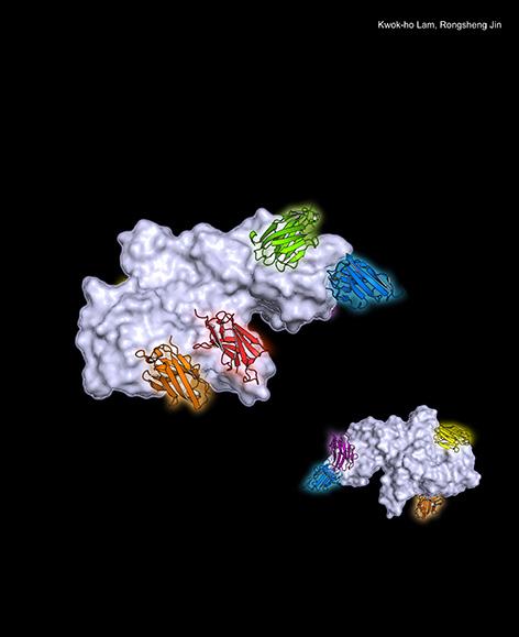 Nanobodies Bound to Botulinum Neurotoxin