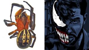 The venom spider: New genus named after Tom H - Vimarsana News