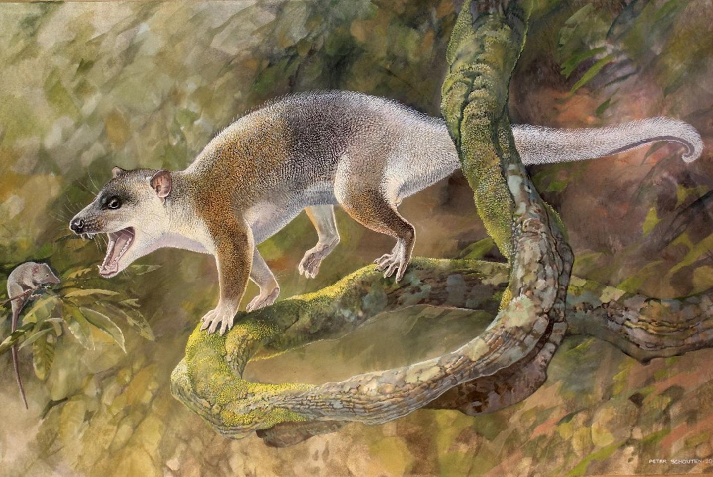 Cenozoic Marsupial-Like Carnivore from Turkey May Have Evolved Without Placental Competitors