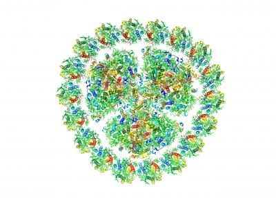 Overall Structure of the PSI-IsiA