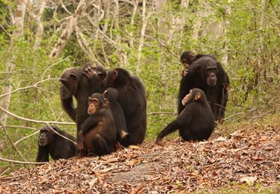 Chimpanzee Group