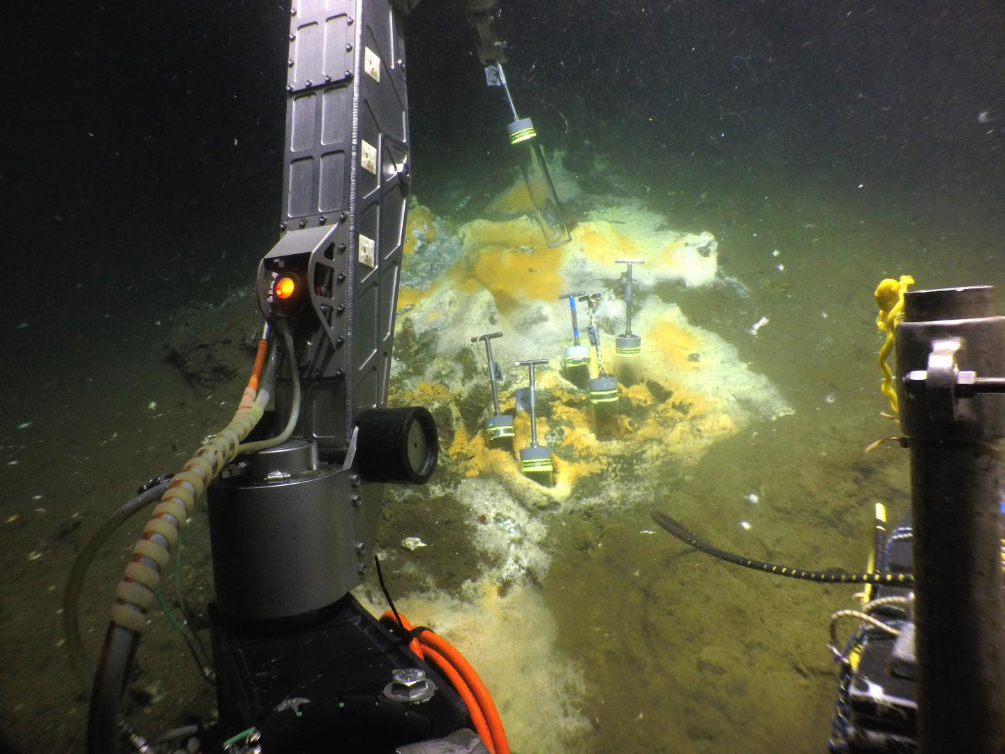 Collecting Samples in the Gulf of Mexico