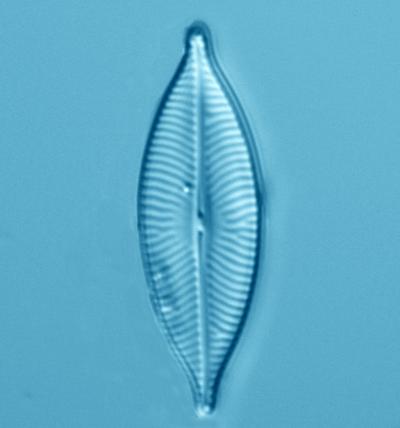 Brackish (Saline) Diatom Species