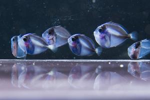 Blue tang juvenile