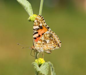 A painted lady Butterfly