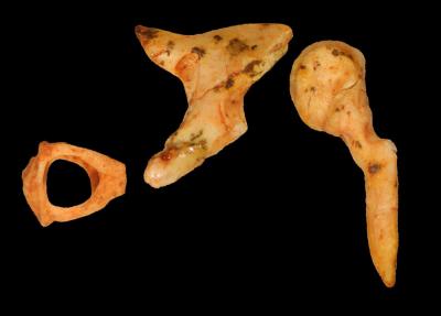 Tiny Ear Bones (From Left) the Incus, Stapes, and Malleus Could Provide Big Clues to Human Evolution