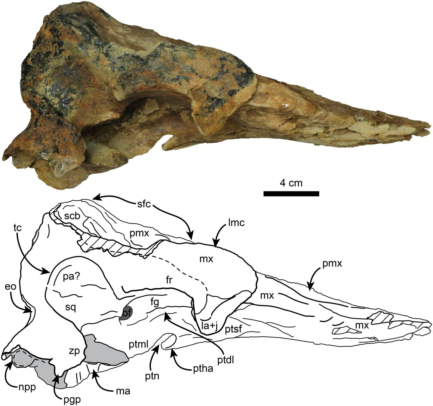 Right Lateral View of Holotype Skull of <i>Nanokogia Isthmia</i> gen. et sp. nov. (UF 280000)