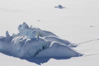 Polar bear on sea ice