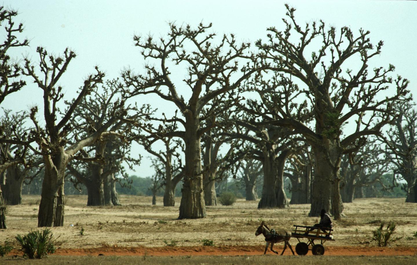 Some Forests Have Been Hiding in Plain Sight (2 of 4)