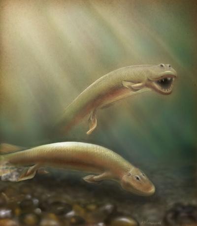 <i>Tiktaalik roseae</i>