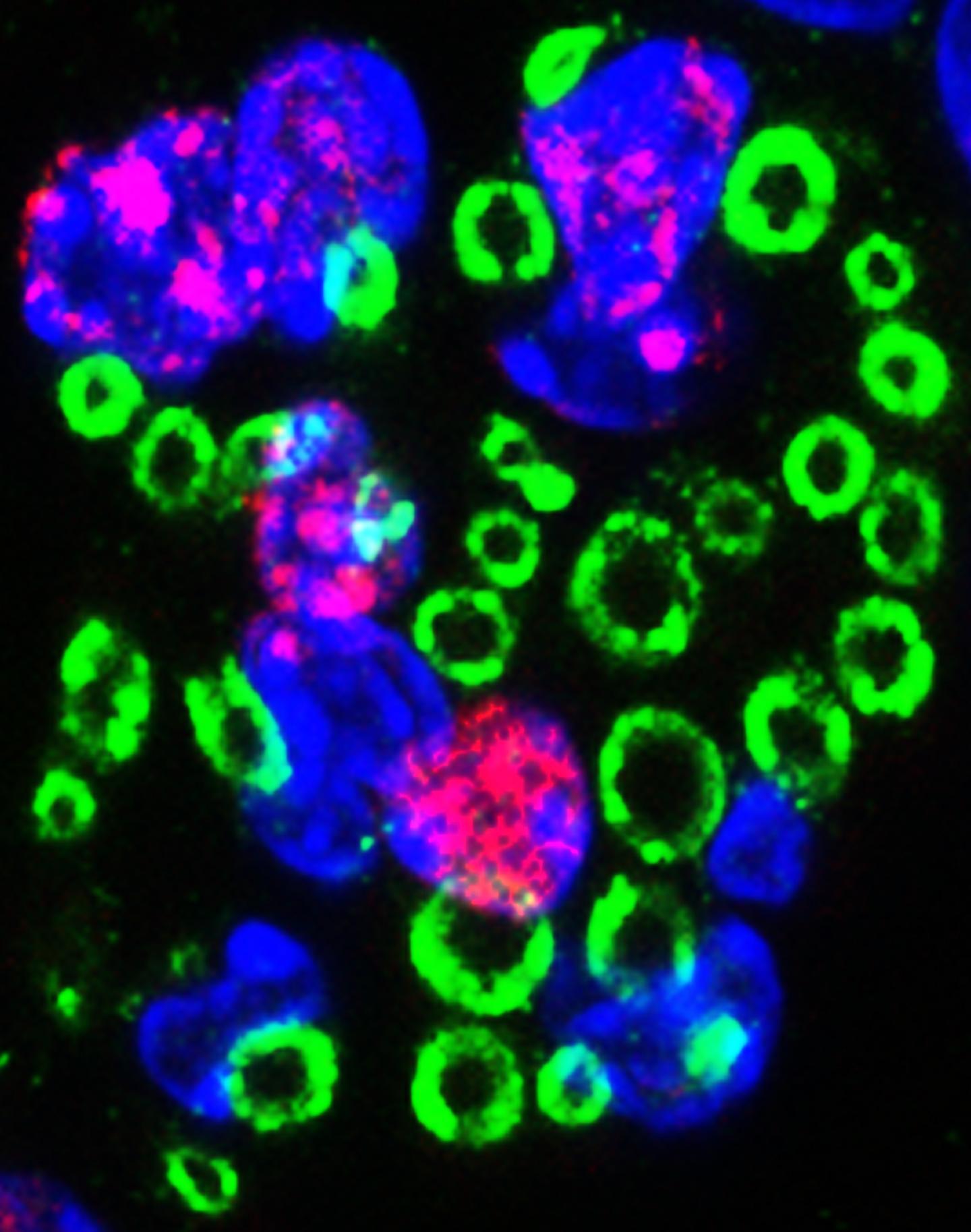 Neuregulin-1 Controls An Endogenous Repair Mechanism after Spinal Cord Injury