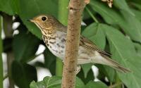 Other Bird Species Appear to Have Suffered Long-Term Declines