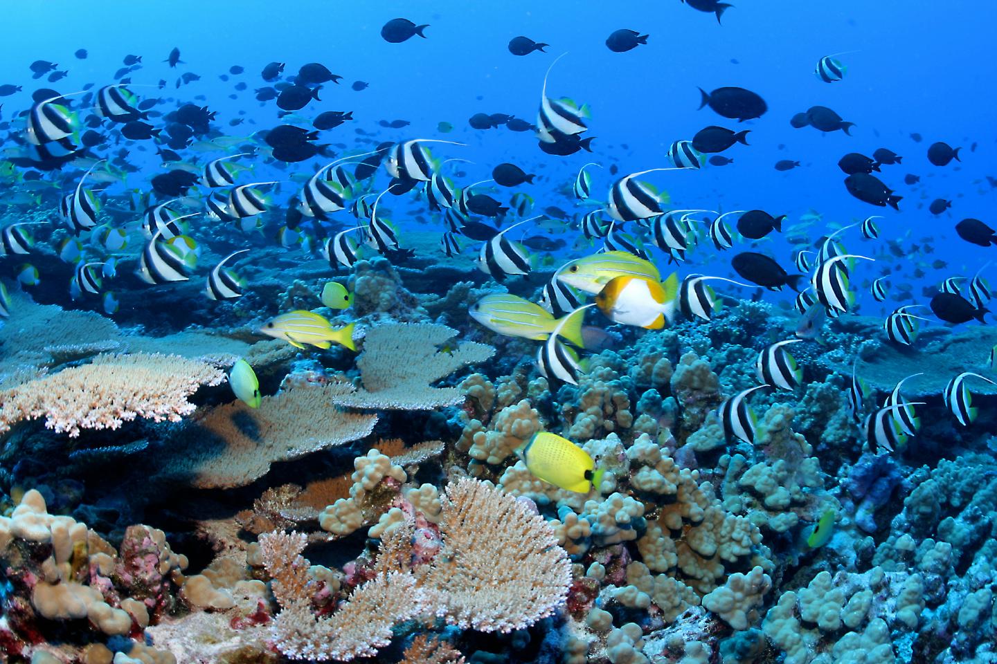 Reef Fish