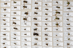 Museum Collections Predict Species Abundance in The Wild (Bee Image)