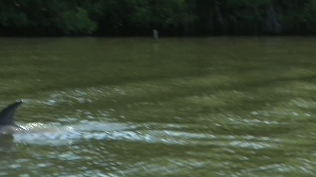 Wild Bottlenose Dolphins