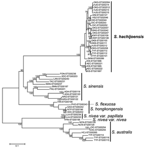 Figure 2. The phylogenetic tree (= a ‘family tree’ of the evolutionary history of a group of organisms) for Spiranthes hachijoensis and its closely related species.