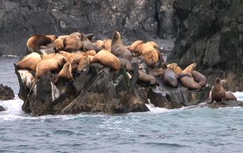 California Sea Lions