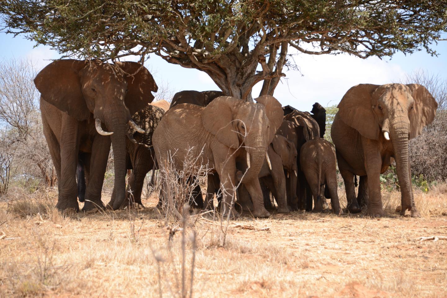 Ivory trade African Elephants