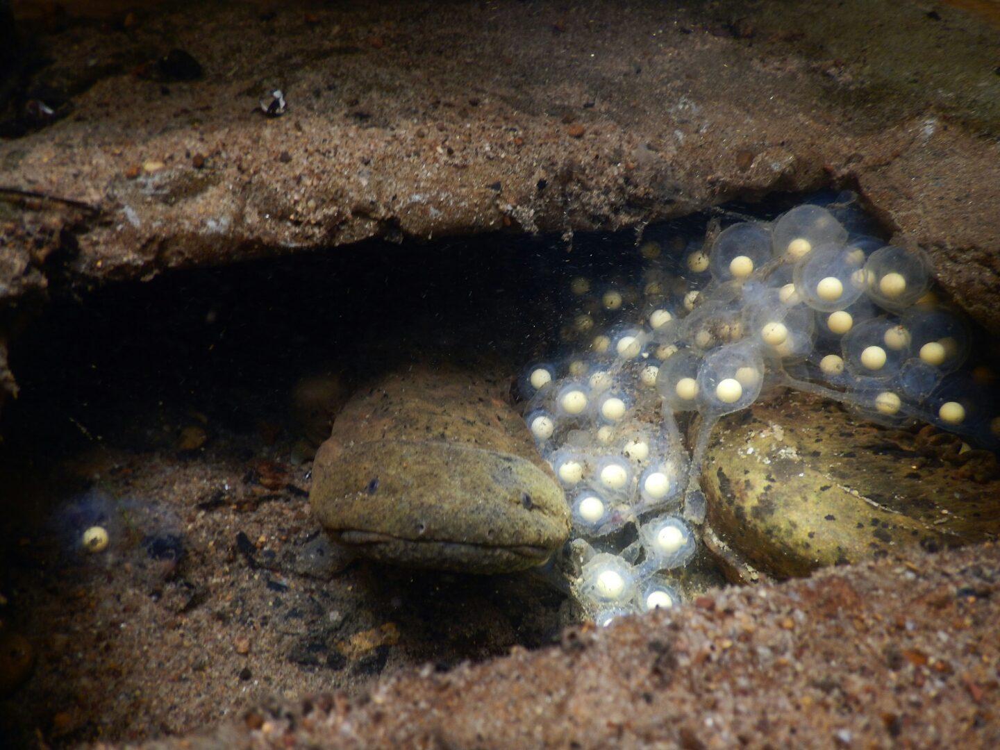 Male Eastern Hellbender