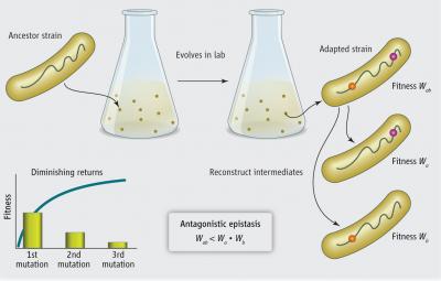 Multiple Mutations Can Slow Adaptation