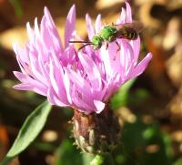 Male <em>Agapostemon virescens</em> Bee