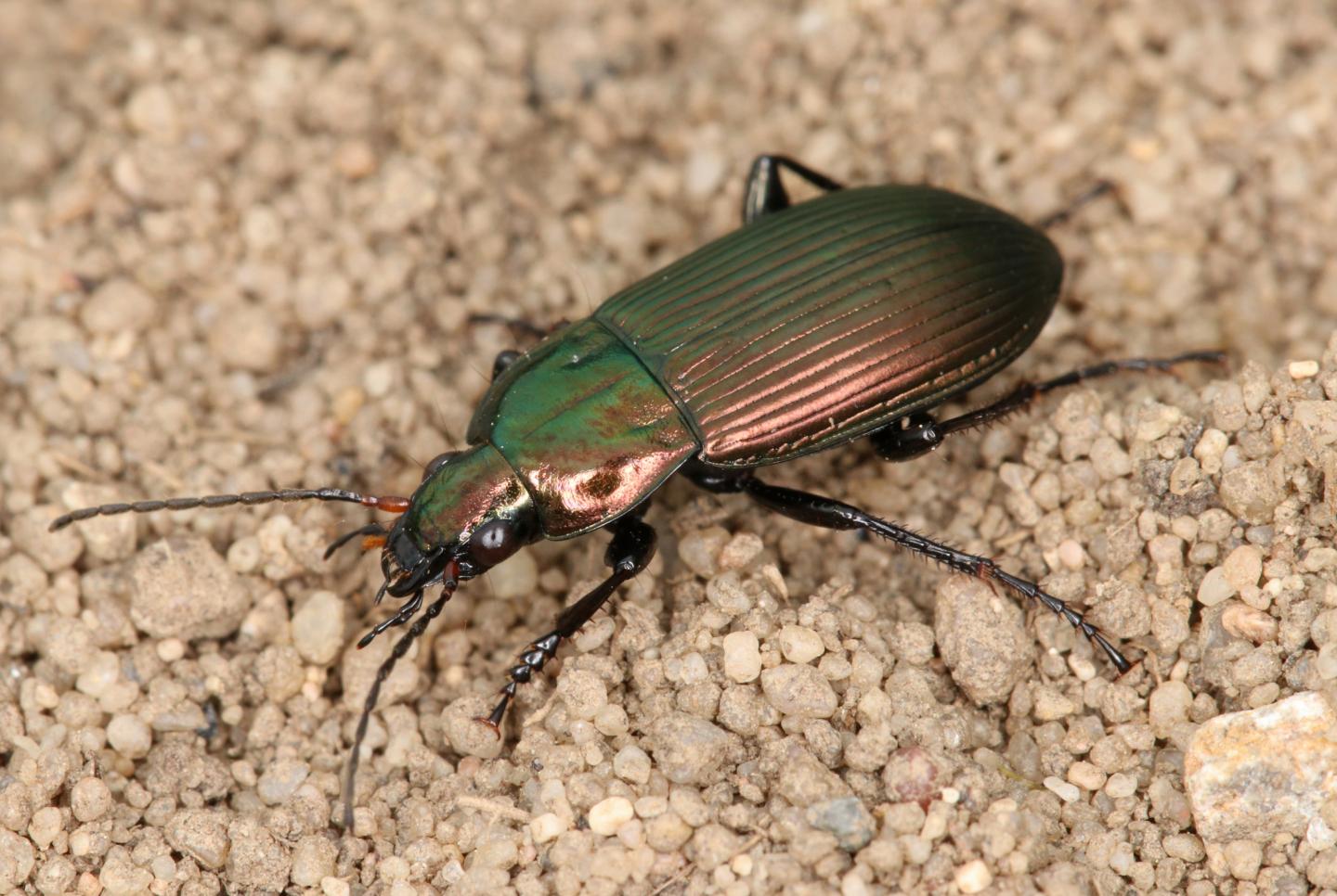 Beneficial Beetle
