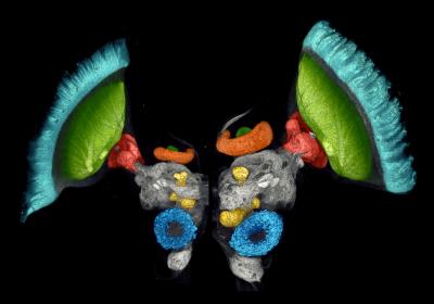 Half Brains of Desert Locusts