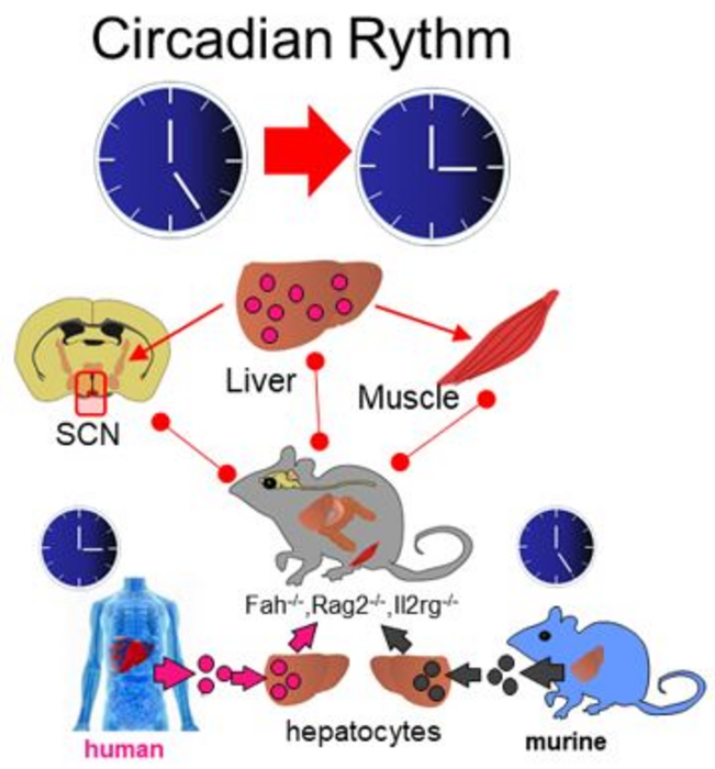 Liver Cells Control Our Biological Clock EurekAlert 
