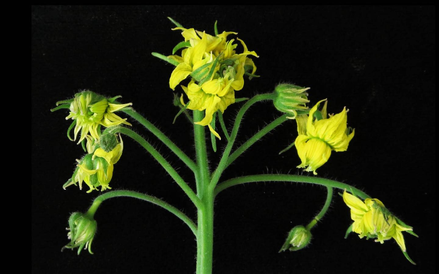 Stem Cell Plant Example