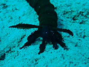 Sea Cucumber