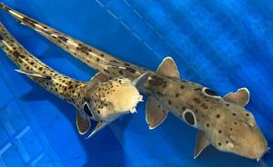 Epaulette Sharks