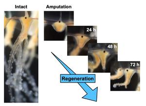 Regeneration of the jellyfish tentacle